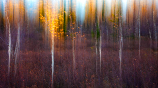 istock Web banner autumnal textural scenic background with motion blur; toned in vintage style 1178815218