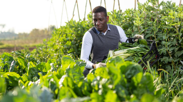 istock Man gathering in crops of leaf beets 1178815227