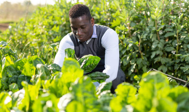 istock Male harvesting chard plants 1178815269