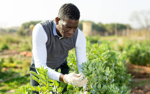 istock Man controlling growing of legume plants 1178815356
