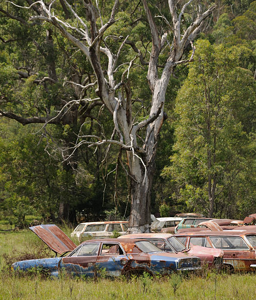 istock Scrap Cars round a Tree, New South Wales 117881596