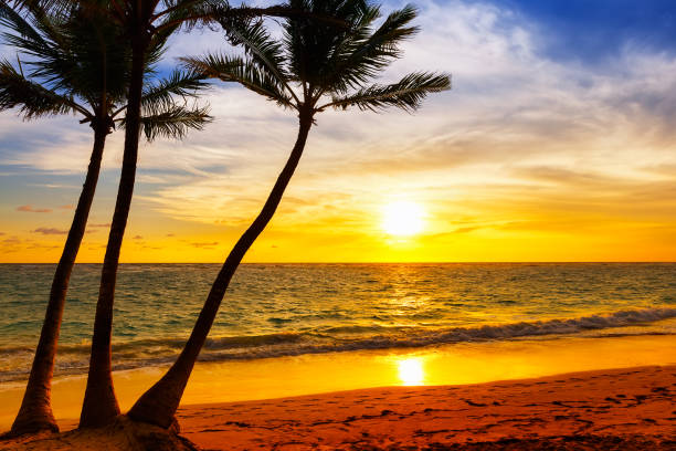 istock Palm trees silhouette on sunset tropical beach. 1178817868