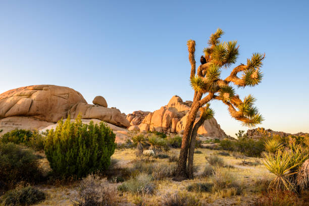 istock Joshua Tree National Park, Mojave Desert, California 1178818505
