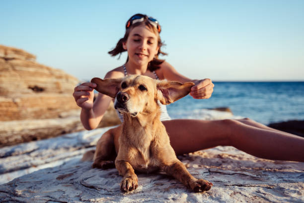 Girl playing with dog ears Girl playing with dog ears on the beach by the sea dog swimsuit stock pictures, royalty-free photos & images