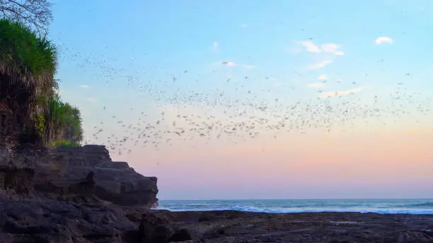Photo of Black bats silhouettes flying on blue sky in Pura Tanah Lot, Bali beach at sunset. The most popular of tourist attraction. Nature sea landscape background in Indonesia.