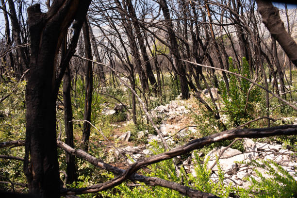 istock Fire on Peljesac, Trstenik, Croatia 1178823035