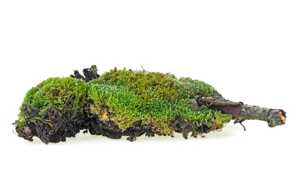 istock Fresh green moss on dried tree branch on a white background 1178823059