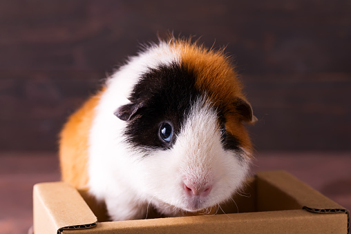 Teddy guinea pig climbing on box in front of dark stone background