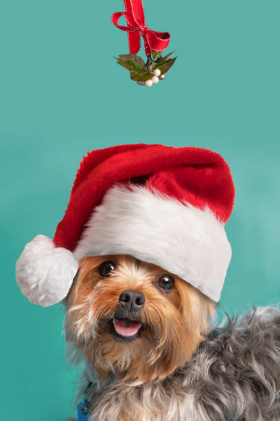 A cute Yorkie in a Santa hat under the mistletoe.
