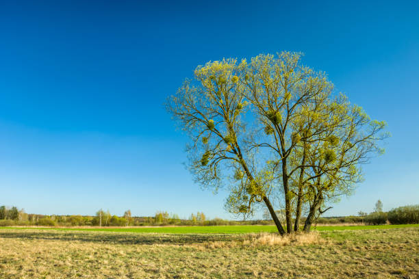 istock Huge spring tree on the meadow and the clear sky 1178823543