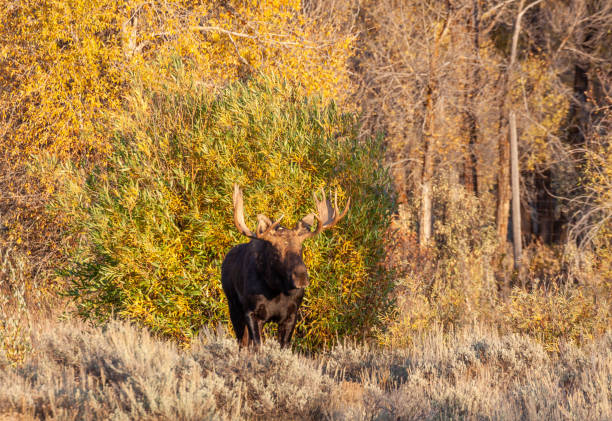 istock Bull Moose in Wyoming in Autumn 1178825462