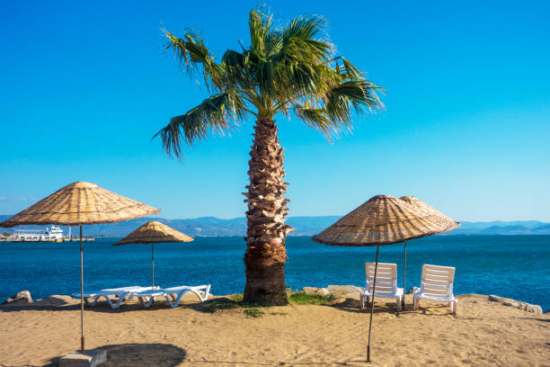 istock Palm with sun umbrellas at beach 1178825821