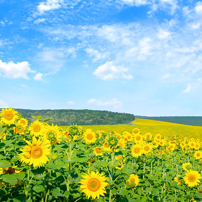 Sunflower flower against the blue sky and a blossoming field. Agricultural landscape.