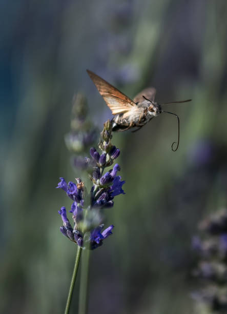 istock Hummingbird Hawk Moth Butterfly (Macroglossum stellatarum) Drinking Nectar From Flower During Hovering Flight 1178828931