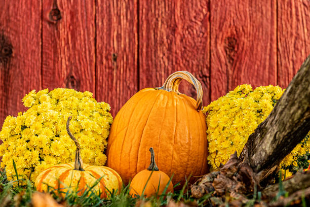 Various pumpkins and a pair of yellow Chrysanthemums in front of an old weathered red barn wall on a Fall day.