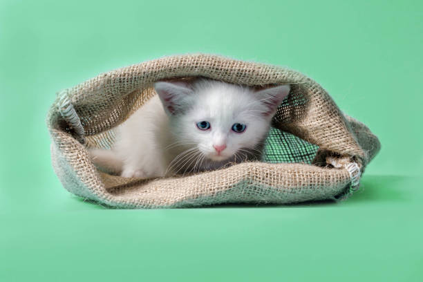 istock sad kitten in sack turquoise background 1178831342