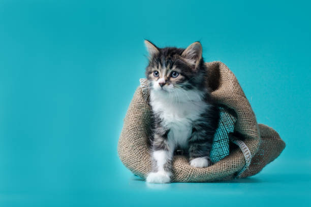 istock tabby kitten gets out of the sack on a turquoise background 1178831379