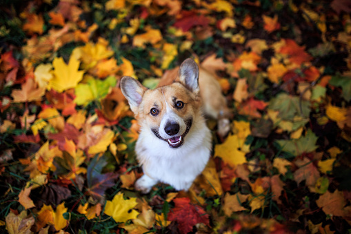 portrait of a cute puppy dog red Corgi sitting in the autumn Park on the grass on the background of bright fallen colorful maple leaves and faithfully smiling on a Sunny day