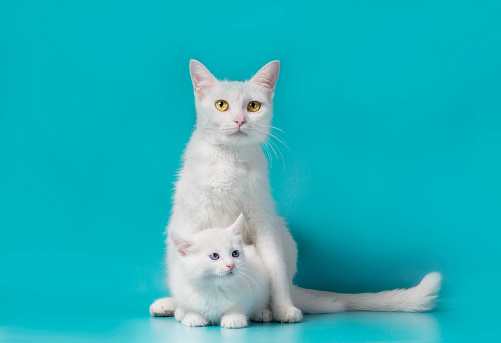 little white kitten next to his mother on a turquoise background