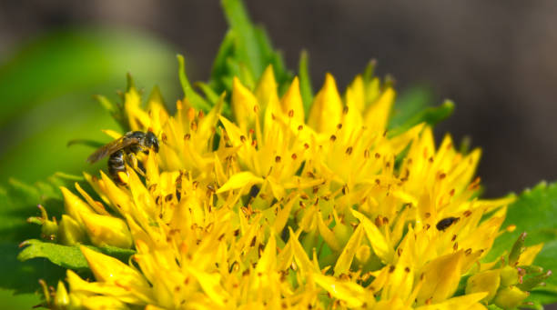 istock Medicinal plants Golden Root, Rhodiola rosea. 1178832359