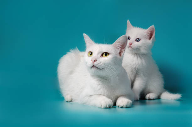 little white kitten next to his mother on a turquoise background
