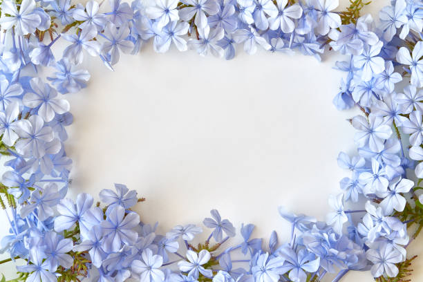 istock Frame of blue  flowers with space for text on white background. Flat lay, top view, copy space 1178832963