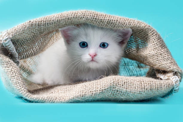 istock kitten in a sack turquoise background 1178833968