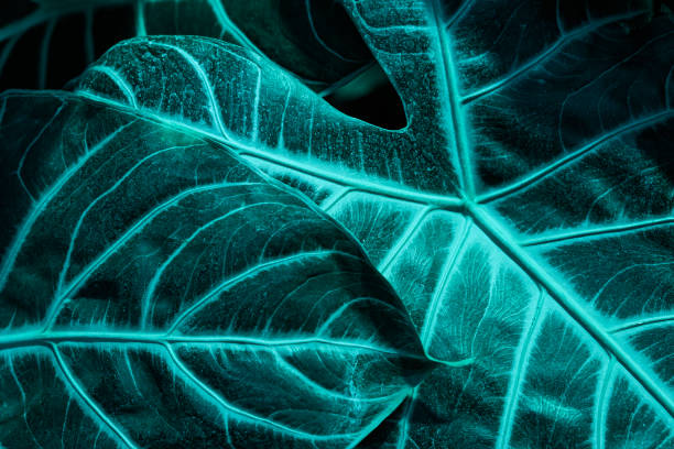 superficie strutturata del primo piano in foglia verde amazzonica di alocasia, sfondo naturale moderno - beautiful surface level leaf lush foliage foto e immagini stock