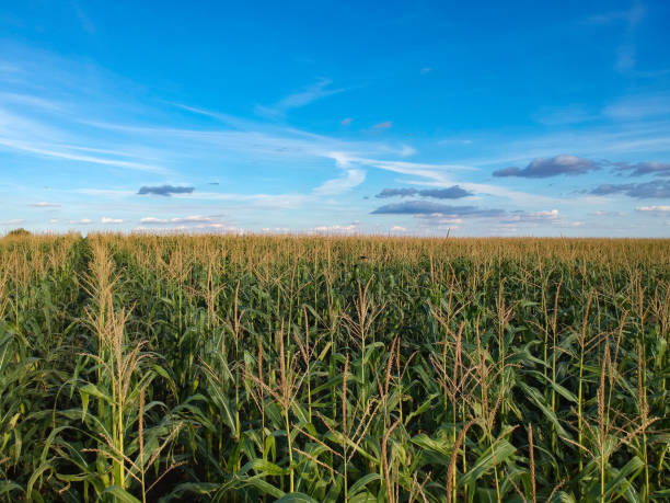 istock Corn field in the sunny and blue sky 1178834190