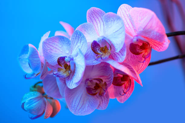 istock delicate pink Orchid with dew drops close-up on light blue background 1178834254