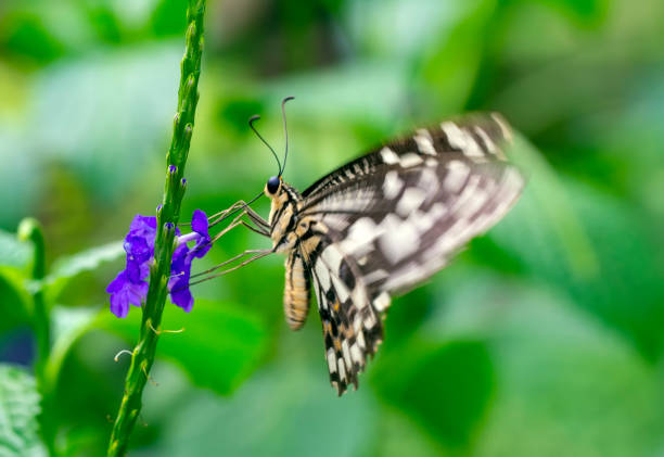 Closeup   beautiful butterfly sitting on flower.