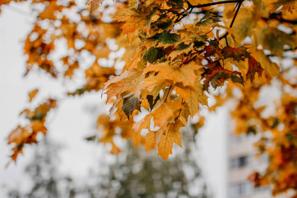 istock autumn yellow maple leaves on a tree. 1178836271