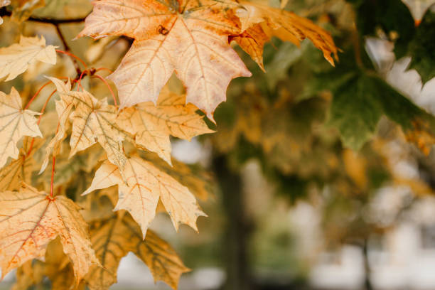 istock autumn yellow maple leaves on a tree. 1178836369