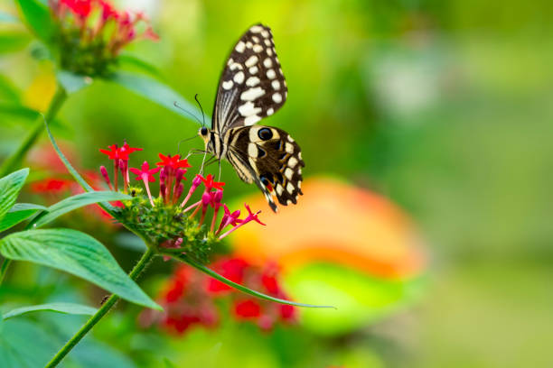 istock Closeup   beautiful butterfly sitting on flower. 1178836843