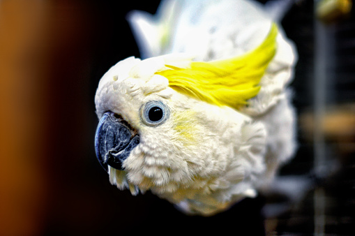 A white cockatoo parrot on blur background, close up.