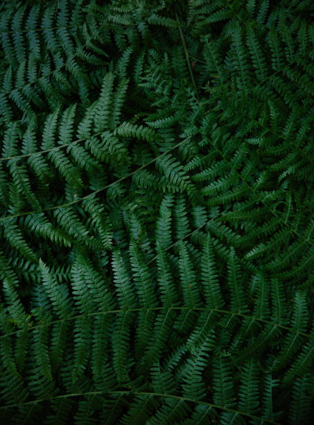 istock Dark green fern branches texture 1178837751