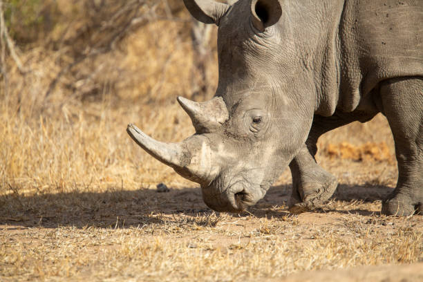 istock Large white rhino bull 1178837916