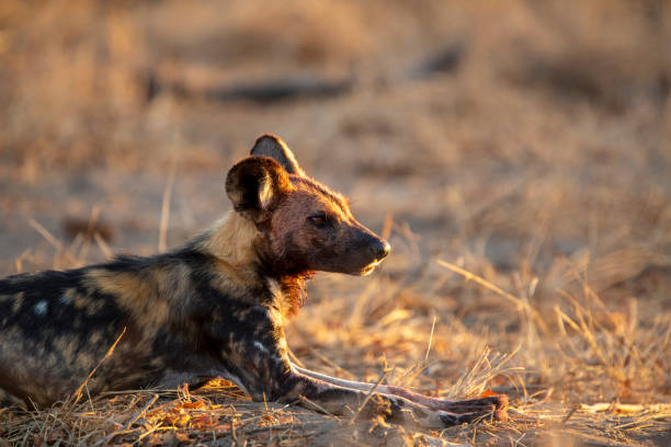 istock Wild dog alpha pair and pups 1178838869