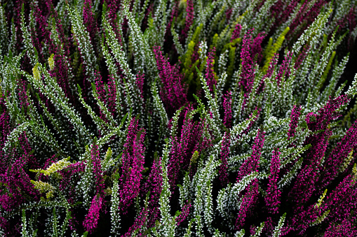Close-up Heather varieties Trio Girls white, pink, green as a natural background