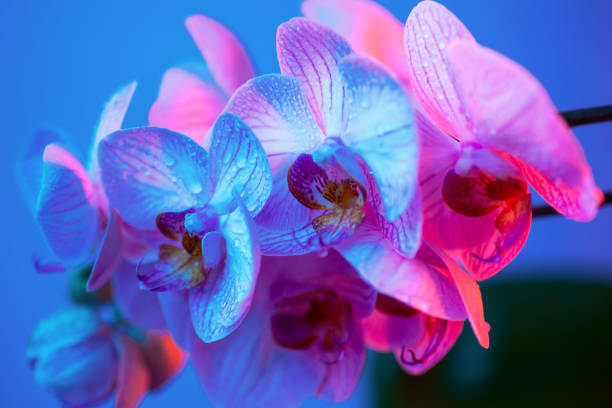 istock delicate pink Orchid with dew drops close-up on light blue background 1178839318