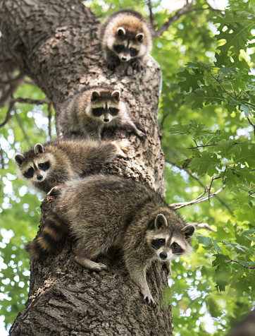A closeup shot of a single Raccoon on a tree branch.