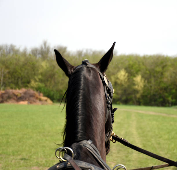 istock Beautiful Hungarian Gidran horses 1178840672