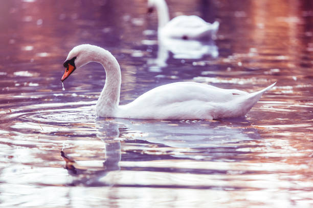 istock Swan in a lake with autumn leaves 1178840720