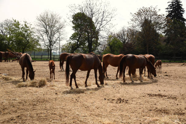 istock Beautiful Hungarian Gidran horses 1178841279