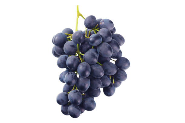 istock blue grape isolated on a white. Food 1178841281