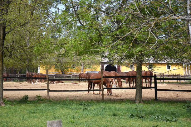 istock Beautiful Hungarian Gidran horses 1178841322