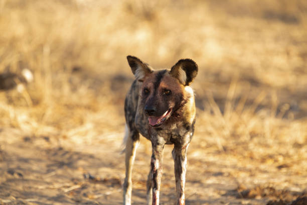 istock Wild dog alpha pair and pups 1178841753