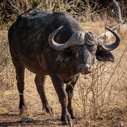The African buffalo or Cape buffalo on the Chobe River, Botswana, Africa