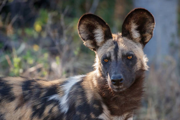 istock African wild dog, Okavango Delta, Botswana, Africa 1178842965