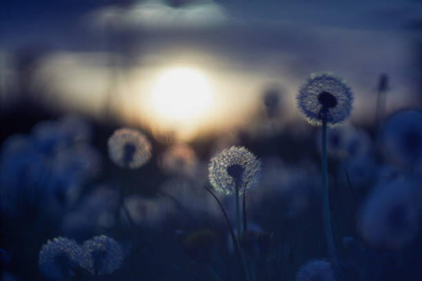 istock Dandelion silhouette against sunset with seeds blowing in the wind 1178843152
